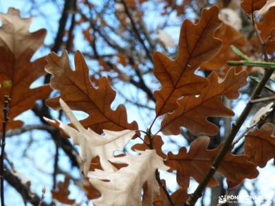 Hayedo Tejera Negra; parque natural de grazalema fiestas temáticas nacimiento de urederra trekking 